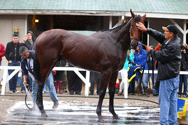 american pharoah